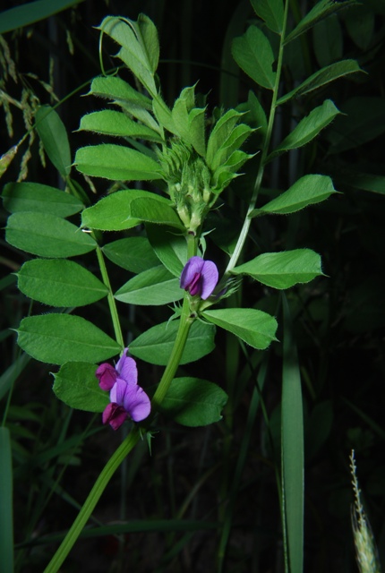 Vicia sativa sl.